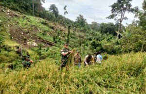 Komandan Kodim 0112/Sabang Bersama Dinas Pertanian Sabang Laksanakan Panen Padi Perdana Jenis Padi Gogo