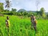 Babinsa Koramil 01/Sukajaya Bersama Bhabinkamtibmas Pantau Perkembangan Tanaman Padi Gogo Kelompok Tani Desa Binaan