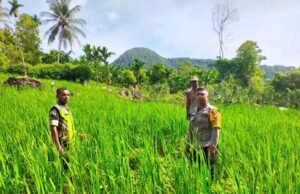 Babinsa Koramil 01/Sukajaya Bersama Bhabinkamtibmas Pantau Perkembangan Tanaman Padi Gogo Kelompok Tani Desa Binaan
