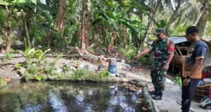 Dampingi Warga Binaan Babinsa Koramil 02 Sukakarya Budidayakan Ikan Nila di Jurong Perikanan