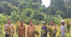 Babinsa Koramil 01/Sukajaya Laksanakan Pendampingan Panen Padi Gogo di Gampong Paya