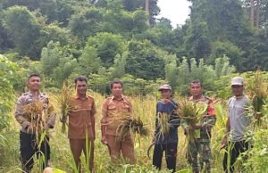 Babinsa Koramil 01/Sukajaya Laksanakan Pendampingan Panen Padi Gogo di Gampong Paya