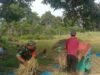 Babinsa Koramil 01 Sukajaya,Dampingi Panen Perdana Padi Gogo Bersama Poktan Naguna di Ujong Seuke