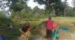 Babinsa Koramil 01 Sukajaya,Dampingi Panen Perdana Padi Gogo Bersama Poktan Naguna di Ujong Seuke