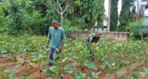 Babinsa Koramil 02/Sukakarya Dampingi Petani Bersihkan Rumput Tanaman Terong dan Kangkung di Gampong Aneuk Laot