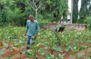 Babinsa Koramil 02/Sukakarya Dampingi Petani Bersihkan Rumput Tanaman Terong dan Kangkung di Gampong Aneuk Laot