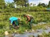 Babinsa Koramil 02 Sukakarya, Bantu Bersihkan Rumput Pada Lahan Tanaman Cabe