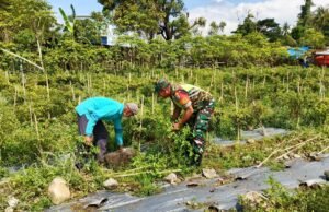 Babinsa Koramil 02 Sukakarya, Bantu Bersihkan Rumput Pada Lahan Tanaman Cabe