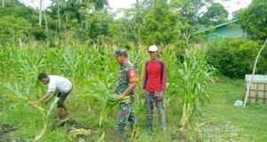Babinsa Koramil 01/Sukajaya Bantu Warga Bersihkan Kebun Jagung Sambil melaksanakan Komunikasi Sosial