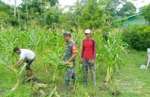 Babinsa Koramil 01/Sukajaya Bantu Warga Bersihkan Kebun Jagung Sambil melaksanakan Komunikasi Sosial
