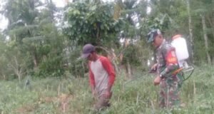 Babinsa Koramil 02/Sukakarya Lakukan Pendampingan Penyemprotan Pupuk Cabe Guna Tingkatkan Ketahanan Pangan