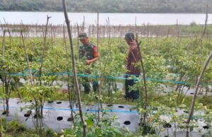 Babinsa Koramil 02/Sukakarya Dampingi Petani Panen Cabe Rawit di Gampong Aneuk Laot