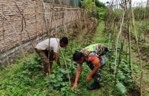 Babinsa Koramil 02/Sukakarya Bersama Warga Binaan Bersihkan Lahan dan Tanam Kacang Panjang Untuk Tingkatkan Ketahanan Panga