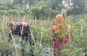 Upaya Berikan Semangat dan Motivasi, Babinsa Koramil 02/Sukakarya Dampingi Petani Cabe di Desa Binaan