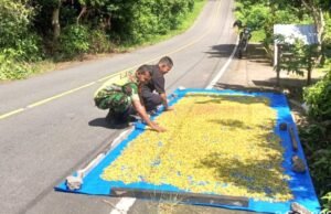 Babinsa Koramil 01/Sukajaya Bantu Warga Menjemur Hasil Panen Cengkeh