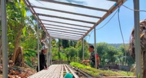 Babinsa Koramil 02/Sukakarya Dampingi Warga Binaan Bercocok Tanam Selada di Gampong Aneuk Laot