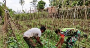 Babinsa Koramil 02/Sukakarya Bantu Perawatan Tanaman Kacang Panjang Warga Untuk Meningkatkan Hasil Panen