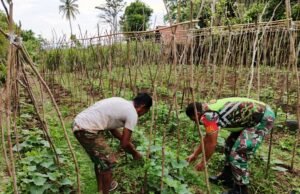 Babinsa Koramil 02/Sukakarya Bantu Perawatan Tanaman Kacang Panjang Warga Untuk Meningkatkan Hasil Panen