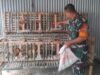 Kodim 0112/Sabang dan Jajaran Koramilnya Mulai Budidaya Ayam Petelur Untuk Ketahanan Pangan Internal