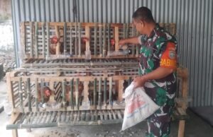 Kodim 0112/Sabang dan Jajaran Koramilnya Mulai Budidaya Ayam Petelur Untuk Ketahanan Pangan Internal