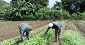 Babinsa Koramil 02/Sukakarya Dampingi Petani Sayuran Wujud Sinergi TNI dan Warga Untuk Ketahanan Pangan