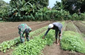 Babinsa Koramil 02/Sukakarya Dampingi Petani Sayuran Wujud Sinergi TNI dan Warga Untuk Ketahanan Pangan