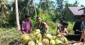 Babinsa Koramil 01/Sukajaya Bantu Warga Binaan Kumpulkan Buah Kelapa