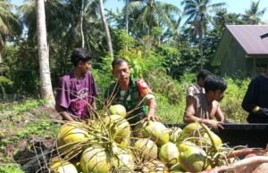 Babinsa Koramil 01/Sukajaya Bantu Warga Binaan Kumpulkan Buah Kelapa