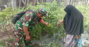 Babinsa Koramil 01/Sukajaya Dampingi Ibu PKK Kelola Kebun Sayur di Posyandu Cendrawasih