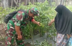 Babinsa Koramil 01/Sukajaya Dampingi Ibu PKK Kelola Kebun Sayur di Posyandu Cendrawasih