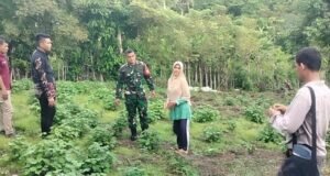 Babinsa Koramil 02/Sukakarya Dampingi Petani Kembangkan Tanaman Nilam