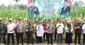 Koneksi Panen yang Sama di Madiun, Wakapolda Aceh Panen Raya Jagung Tahap satu di Pidie