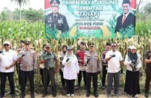 Koneksi Panen yang Sama di Madiun, Wakapolda Aceh Panen Raya Jagung Tahap satu di Pidie