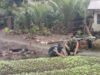 Babinsa Koramil 01/Sukajaya Dampingi Petani Sayur Bayam di Gampong Balohan