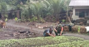 Babinsa Koramil 01/Sukajaya Dampingi Petani Sayur Bayam di Gampong Balohan