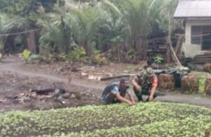 Babinsa Koramil 01/Sukajaya Dampingi Petani Sayur Bayam di Gampong Balohan