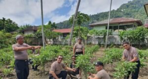 Panen Perdana Hortikultura di Gampong Jaboi Waka Polres Turut Menghadirinya