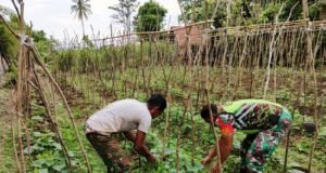Dukung Ketahanan Pangan, Babinsa 07 Gampong Kuta Barat Bantu Warga Rawat Tanaman