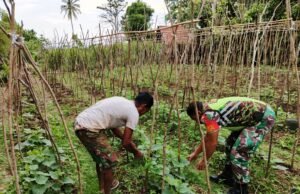 Dukung Ketahanan Pangan, Babinsa 07 Gampong Kuta Barat Bantu Warga Rawat Tanaman