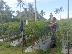 Babinsa Koramil 01/Sukajaya Dampingi Petani Cabai di Gampong Cot Abeuk