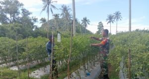 Babinsa Koramil 01/Sukajaya Dampingi Petani Cabai di Gampong Cot Abeuk