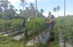 Babinsa Koramil 01/Sukajaya Dampingi Petani Cabai di Gampong Cot Abeuk