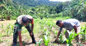 Babinsa Koramil 01/Sukajaya Bantu Petani Bersihkan Gulma pada Tanaman Jagung