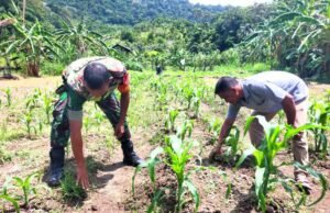 Babinsa Koramil 01/Sukajaya Bantu Petani Bersihkan Gulma pada Tanaman Jagung
