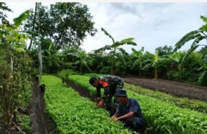 Babinsa 07 Gampong Kuta Barat Bersama Warga Bersihkan Lahan untuk Ketahanan Pangan