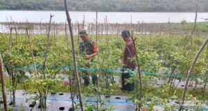 Babinsa 05/Aneuk Laot Koramil 02/Sukakarya Dampingi Petani Cabai Rawit Saat Panen