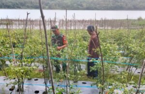 Babinsa 05/Aneuk Laot Koramil 02/Sukakarya Dampingi Petani Cabai Rawit Saat Panen