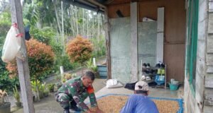 Babinsa 10 Koramil 01/Sukajaya Bantu Warga Jemur Hasil Panen Cengkeh