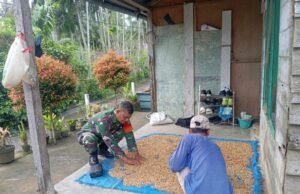 Babinsa 10 Koramil 01/Sukajaya Bantu Warga Jemur Hasil Panen Cengkeh