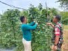 Babinsa Koramil 02/Sukakarya Dampingi Petani Sayur di Gampong Krueng Raya
